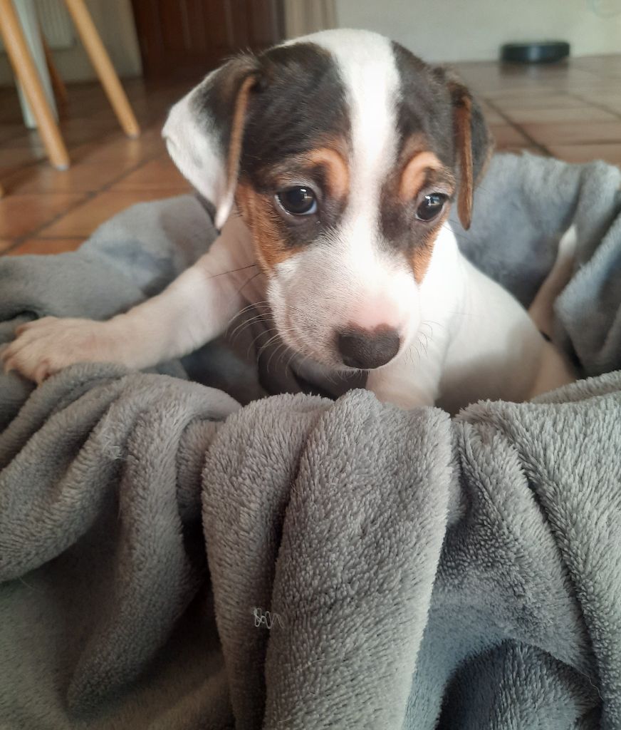 Kalon Breizh - Jack Russell Terrier - Portée née le 06/10/2022